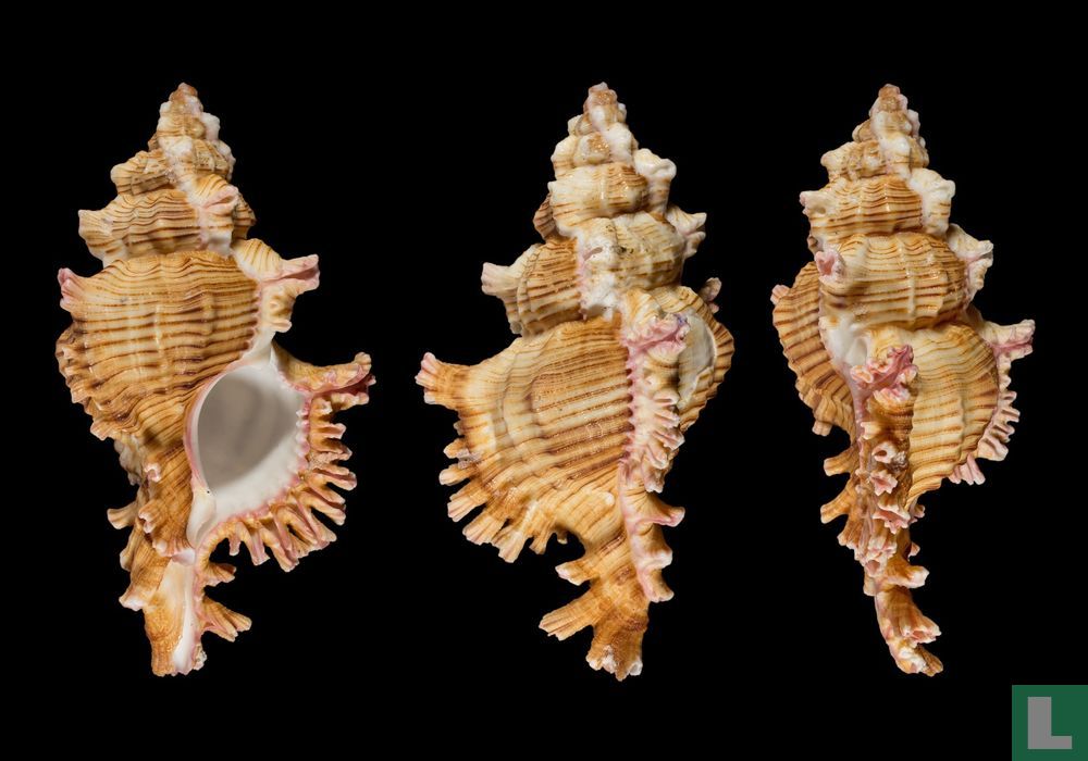 Chicoreus leali