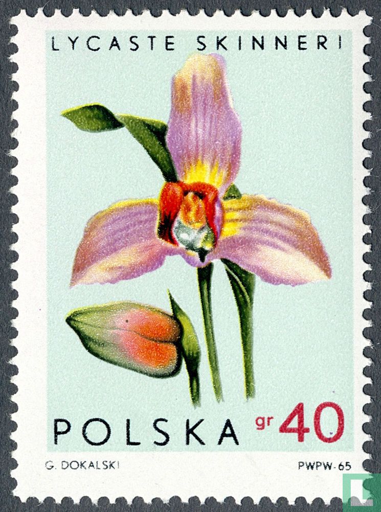 Orchids