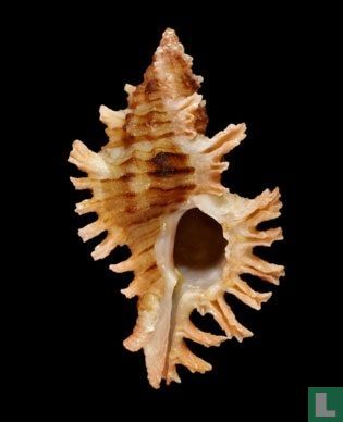 Chicoreus dodongi