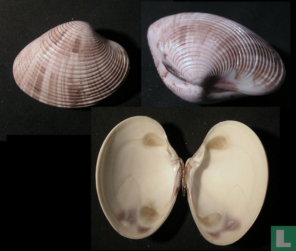 Callista chinensis