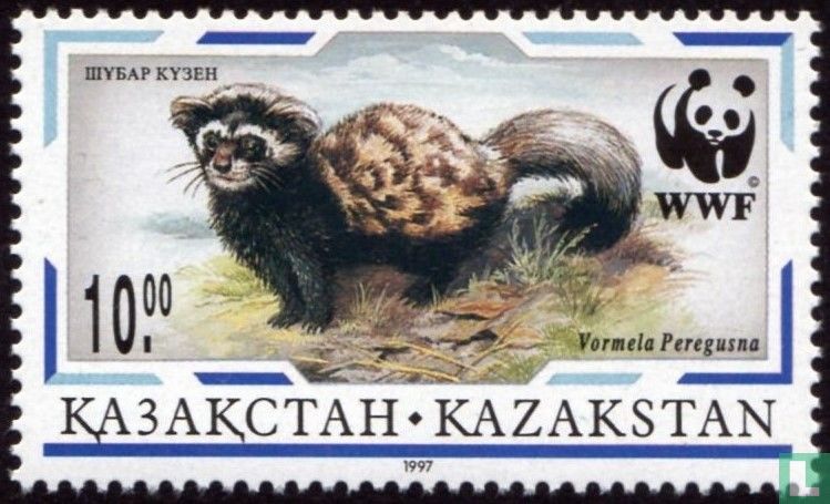 Spotted polecat