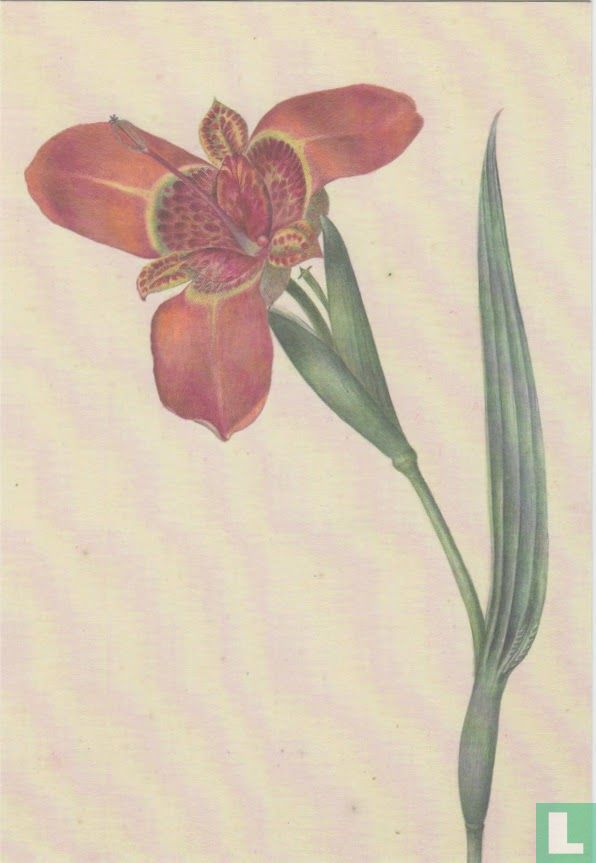 Ferraria Tigrina, 1817