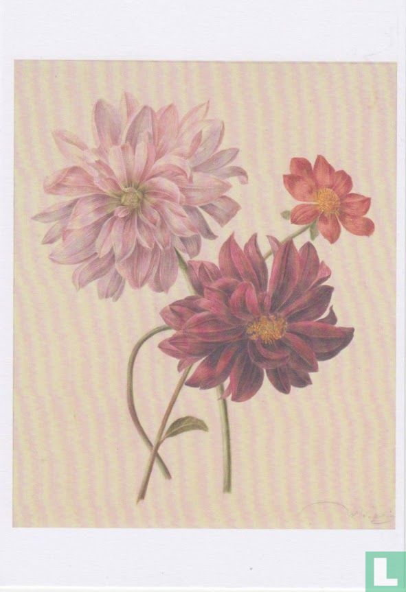 Dahlia's