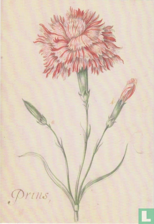 Anjer (Carnation)
