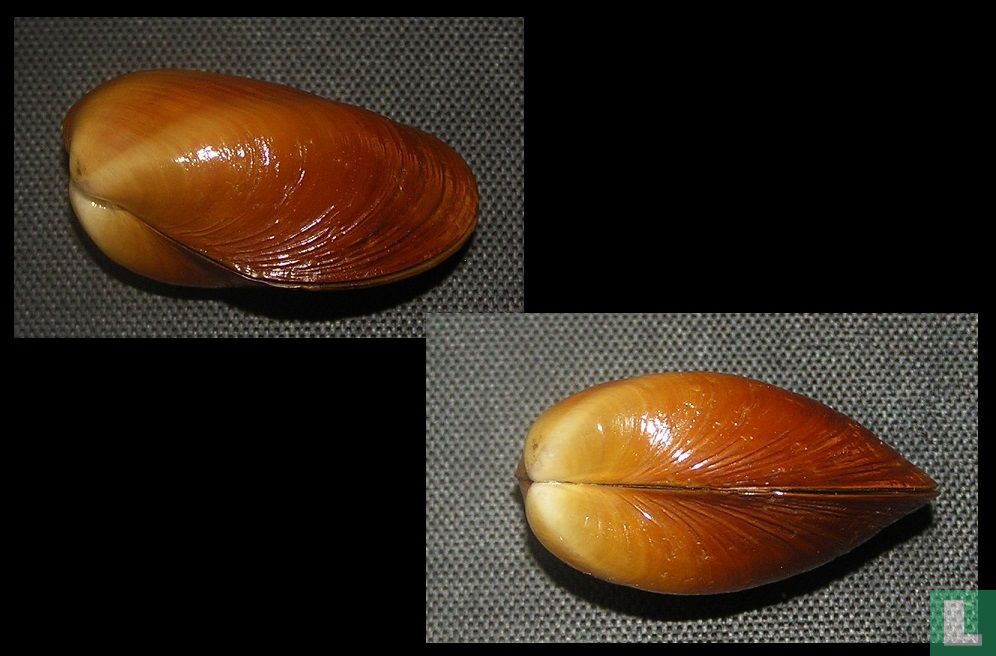 Lioberus agglutinans