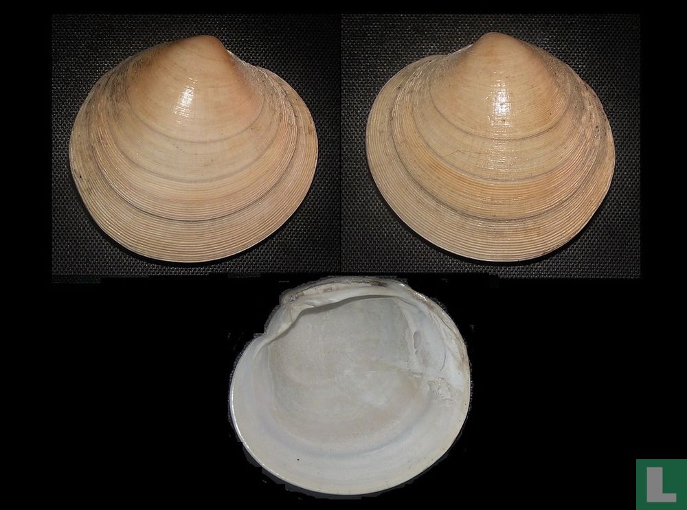 Dosinia fibula