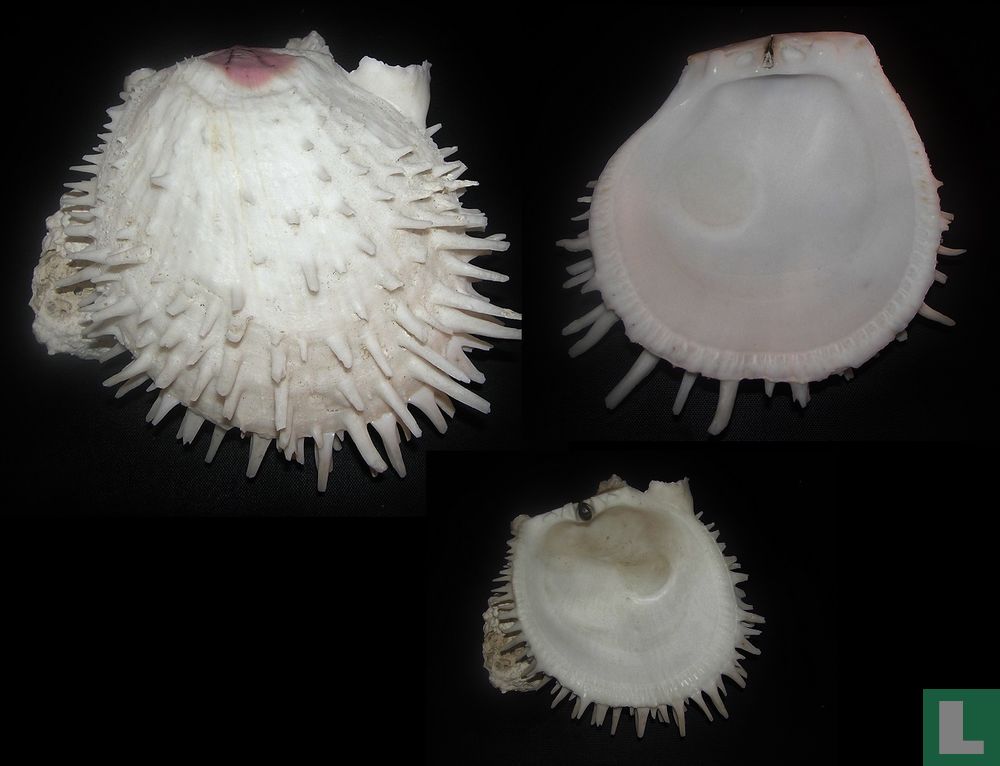 Spondylus varius