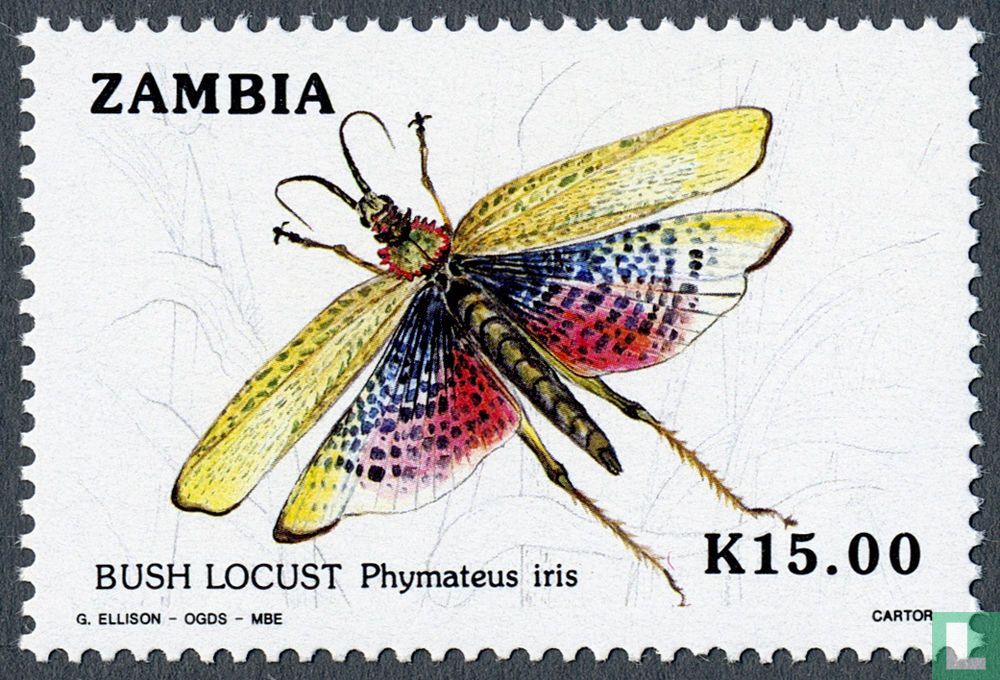 Phymaetus iris