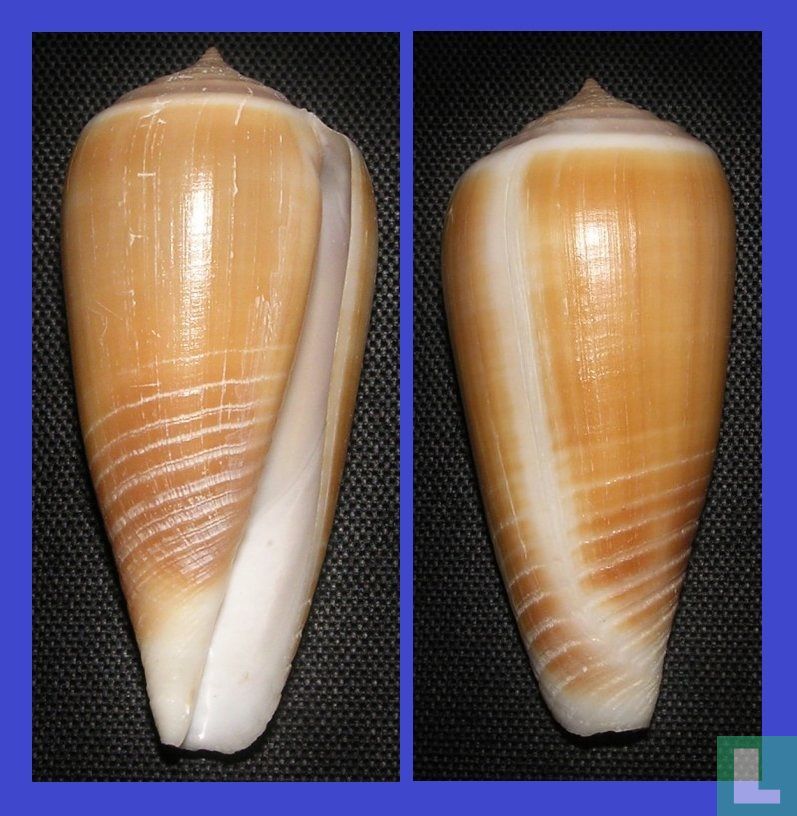Conus radiatus