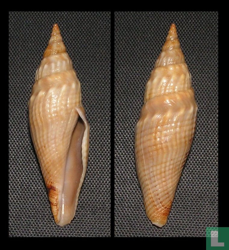 Genota nicklesi