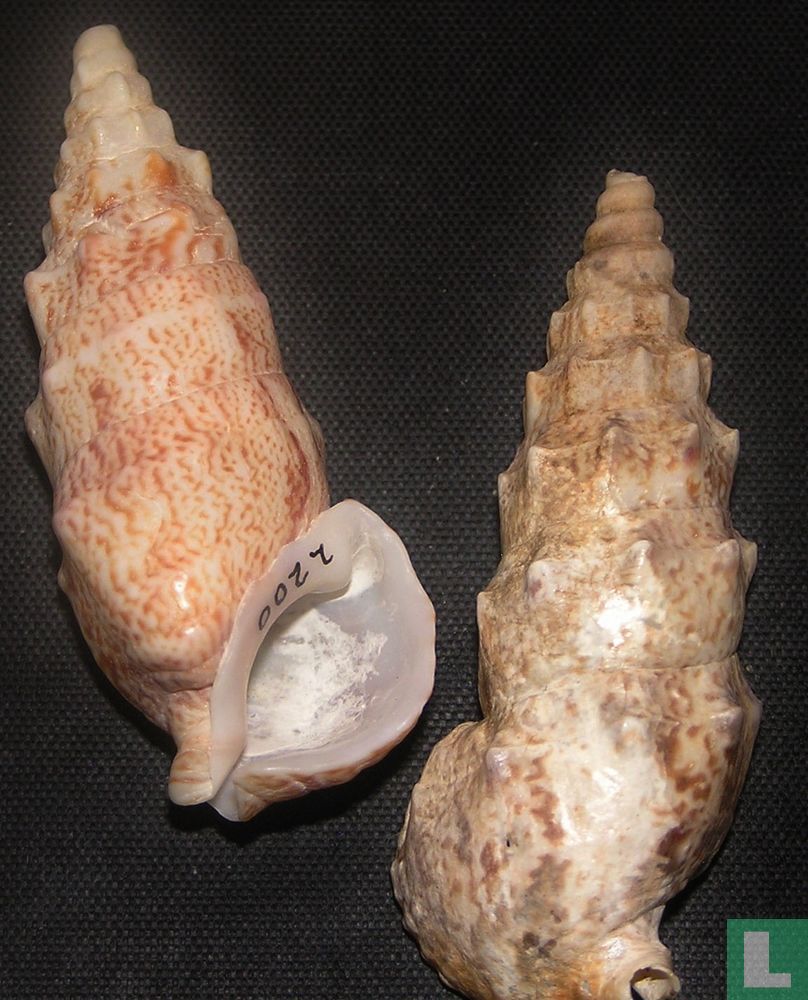 Pseudovertagus aluco