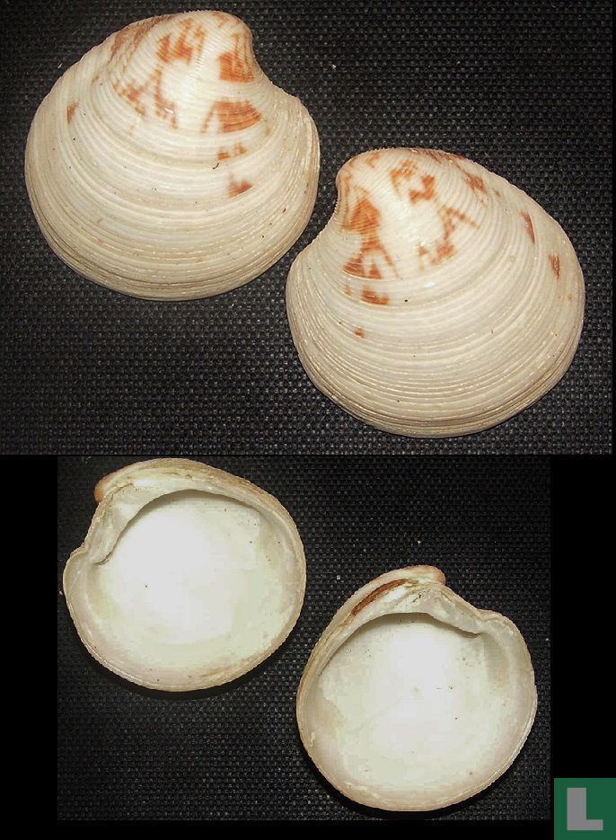 Dosinia extranea