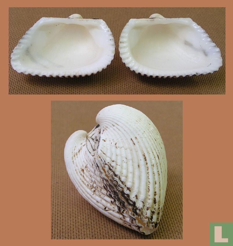 Anadara multicostata