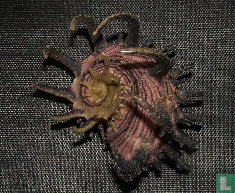 Angaria melanacantha