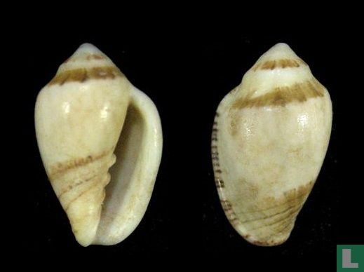Marginella peelae