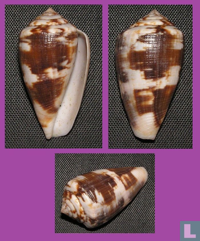 Conus anemone novaehollandiae