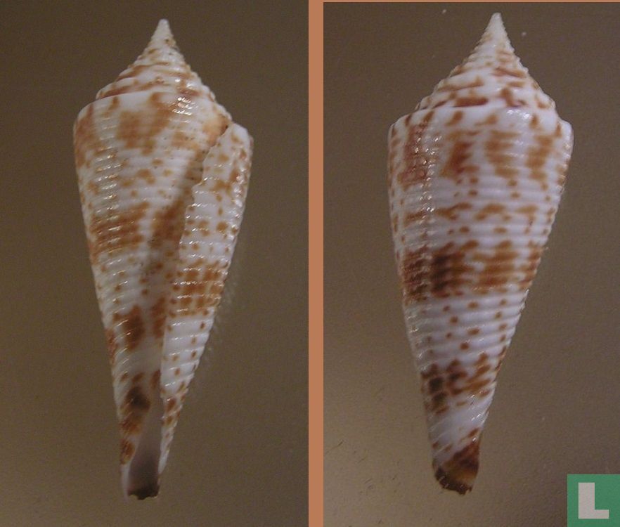 Conasprella comatosa