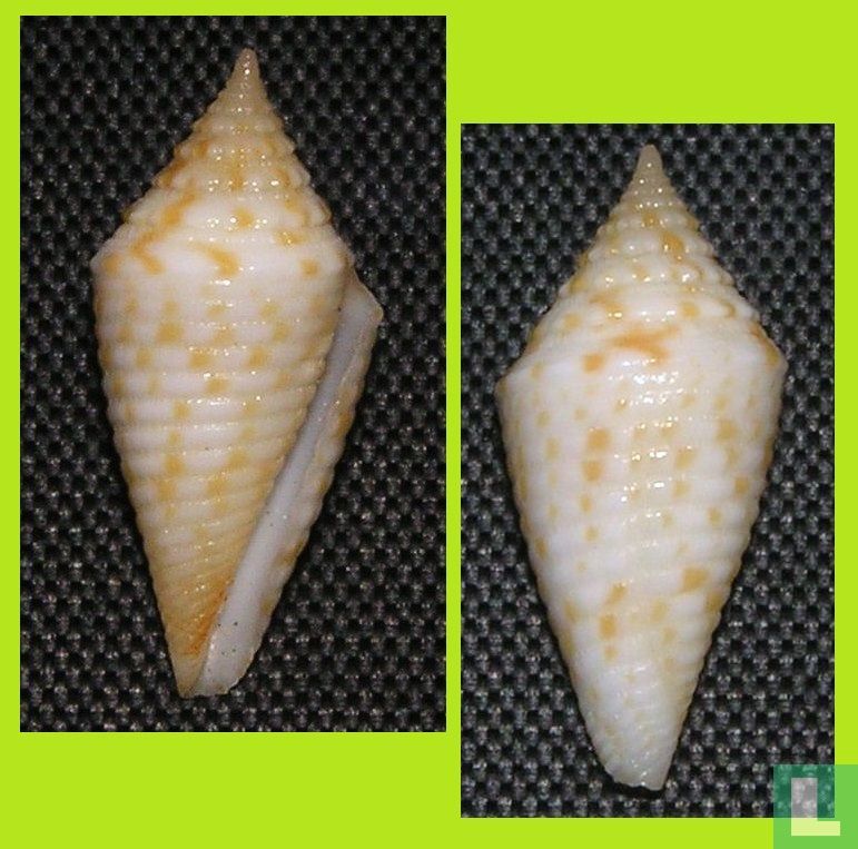Conus acutangulus