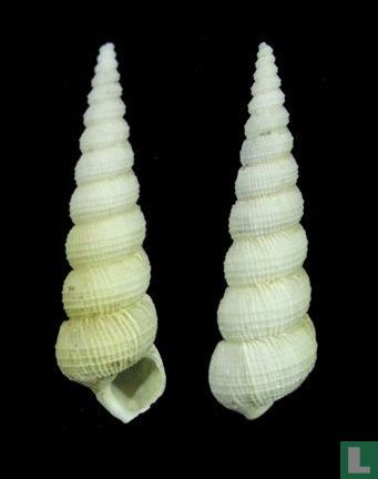 Amaea gazeoides