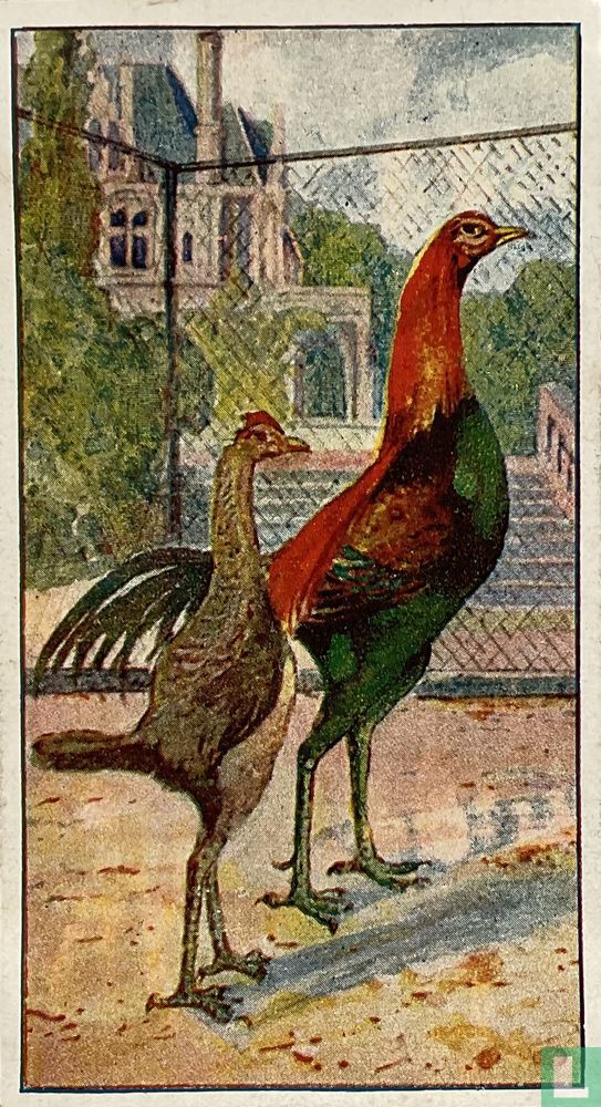 Indische Vechthoen
