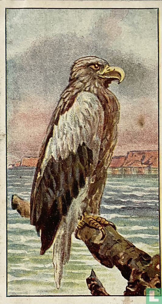 Zeearend