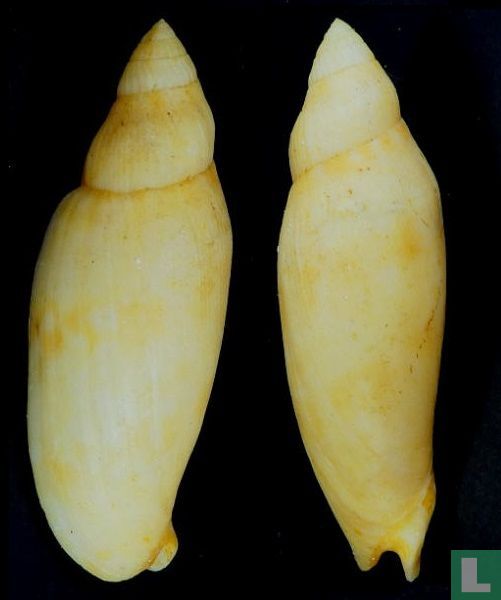 Volutoconus vetulus