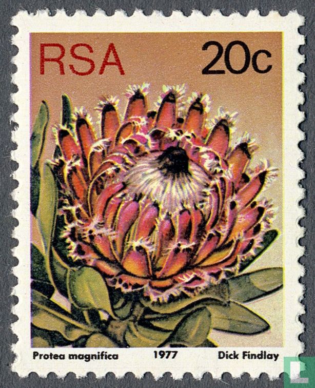 Protea