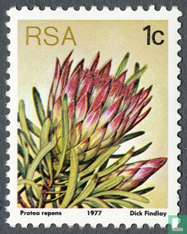 Protea