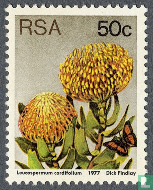 Protea