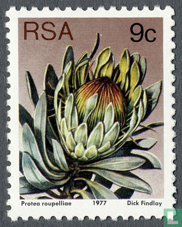 Protea
