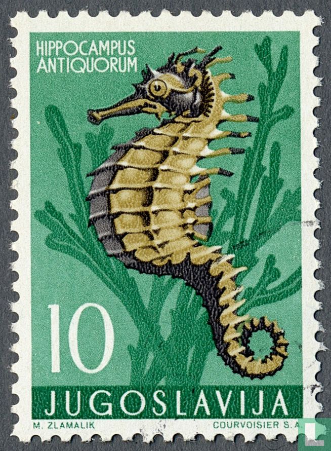 Marine animals