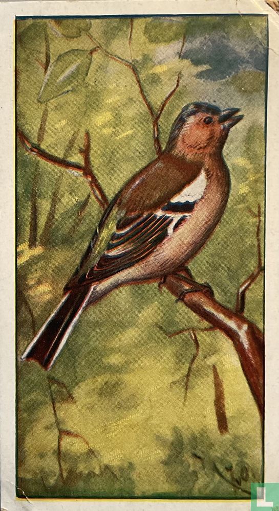 Vink