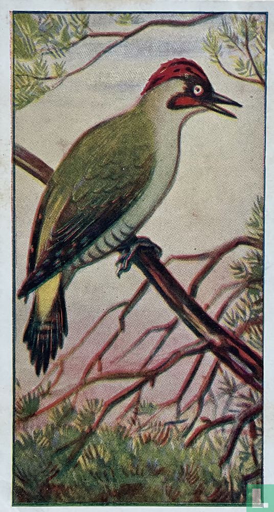 Groene Specht