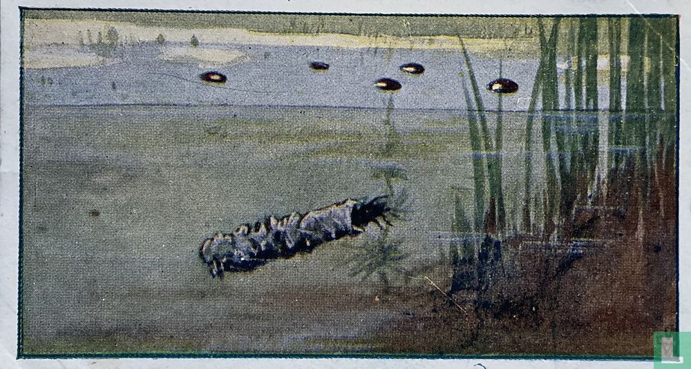 Draaikevertjes en Kokerjuffers