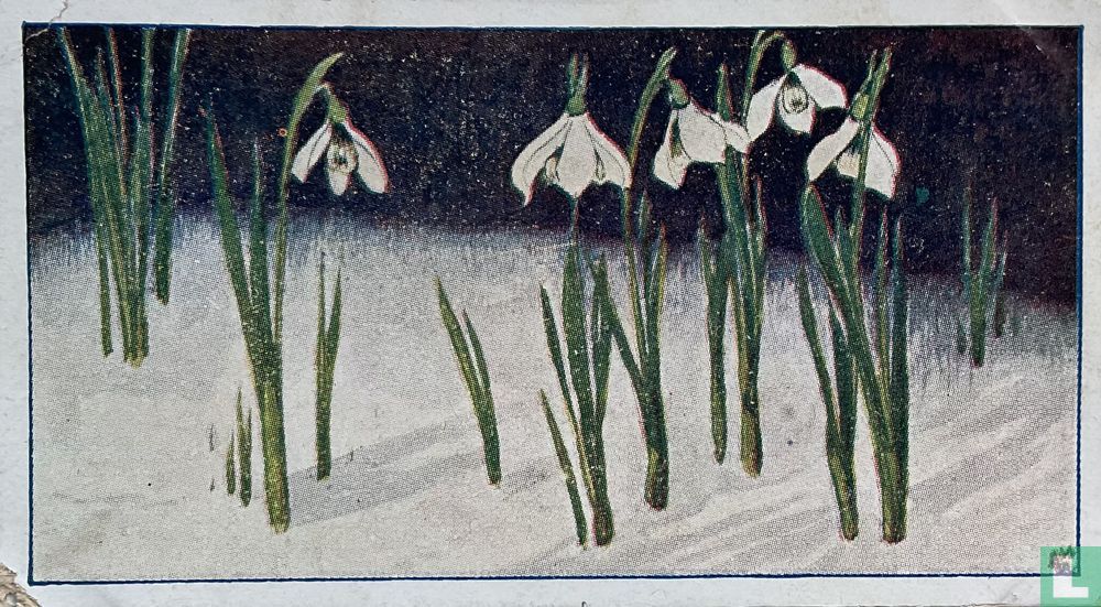 Sneeuwklokjes