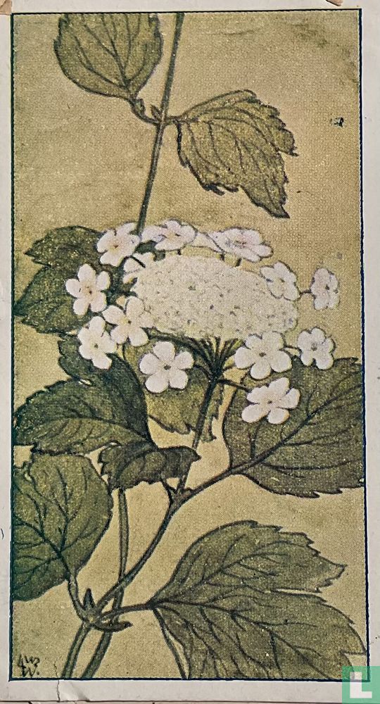 Geldersche Roos