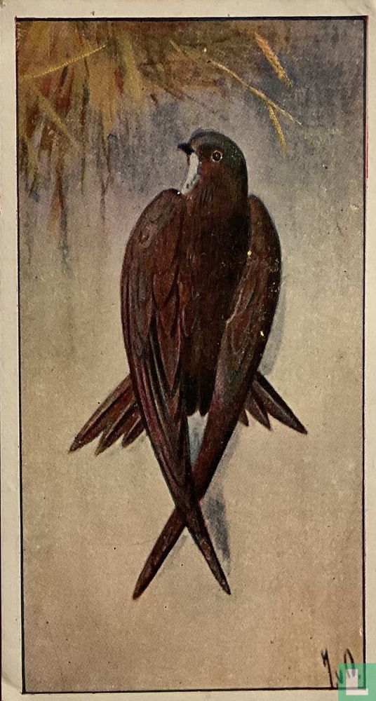 Torenzwaluw