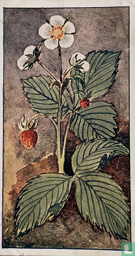 Aardbezie