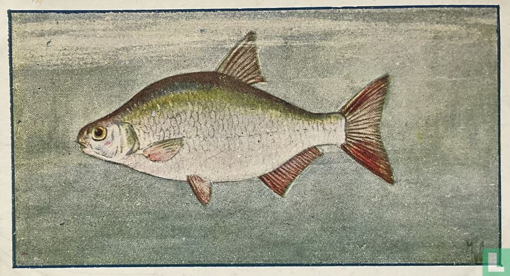 Witvisch