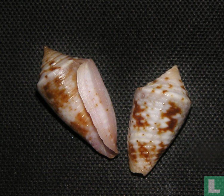 Conasprella ramosorum