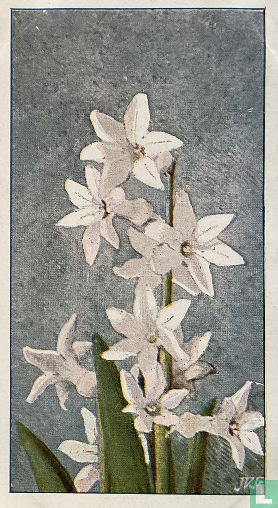 Romeinsche Hyacinthe