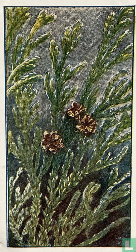 Thujopsis