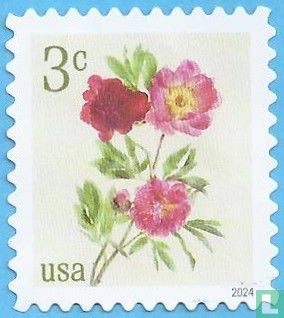 Peonies