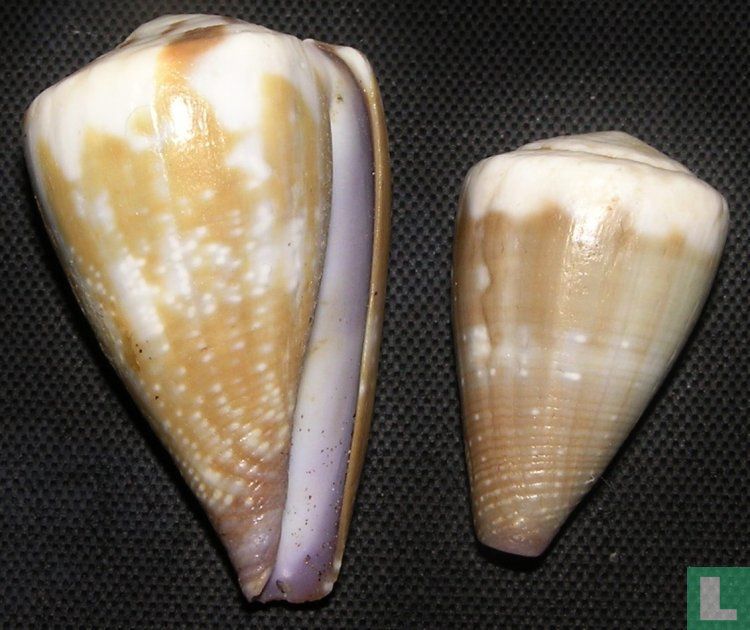 Conus rattus - Schelp - LastDodo
