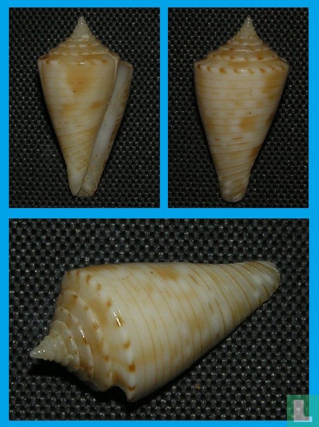 Conasprella pseudokimioi