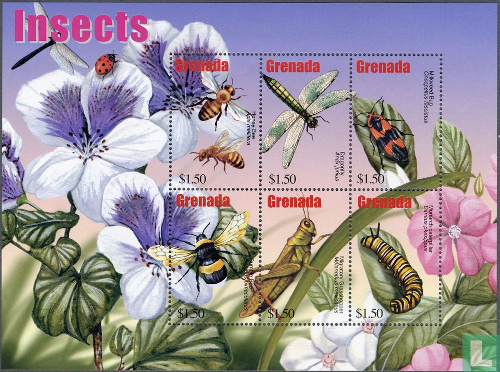 insectes