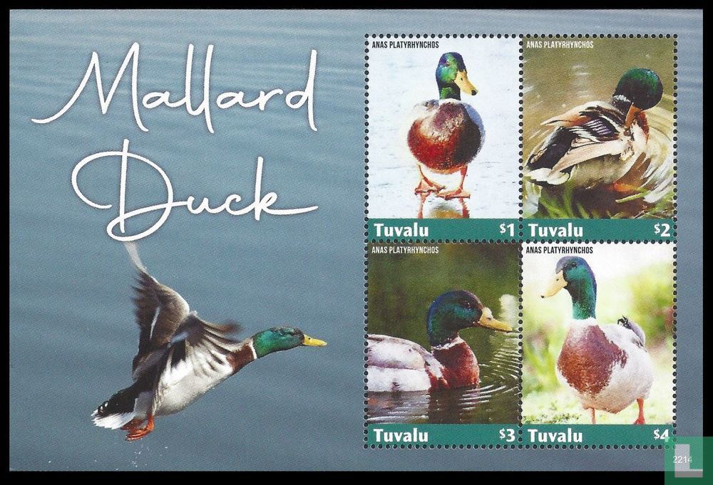 Wild ducks