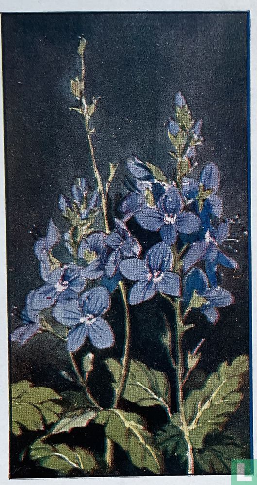 Netelblad Eereprijs