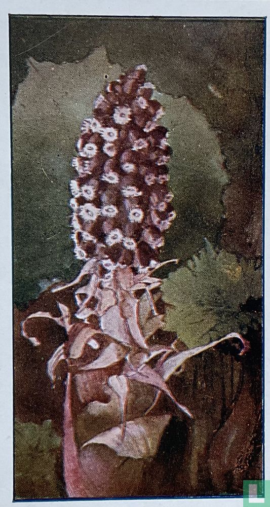 Groot Hoefblad