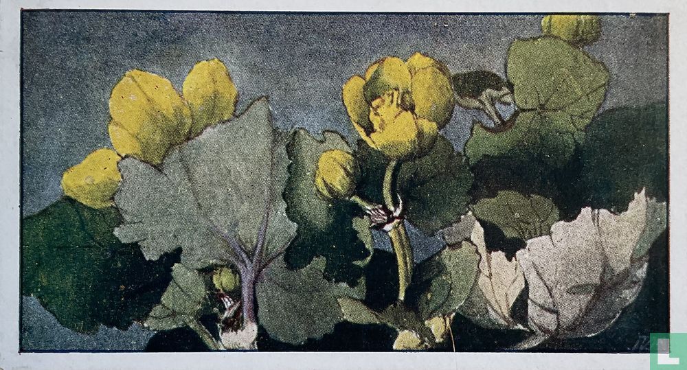 Dotterbloem ontluikend